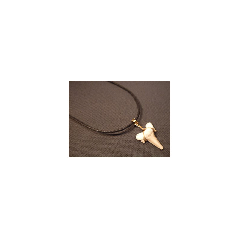 collier dent de requin fossile
