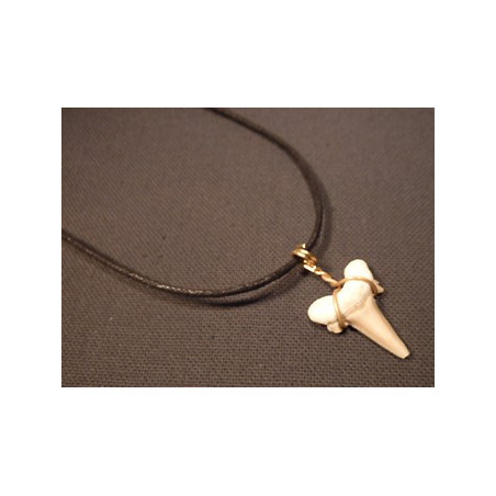 collier dent de requin fossile
