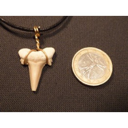 Pendentif  dent de requin fossile