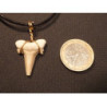 Pendentif  dent de requin fossile