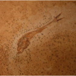 dastilbe elogantus poisson fossile