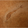 dastilbe elogantus poisson fossile