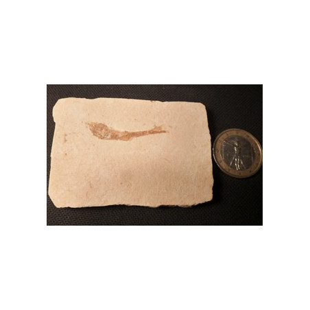 poisson fossile dastilbe elogantus