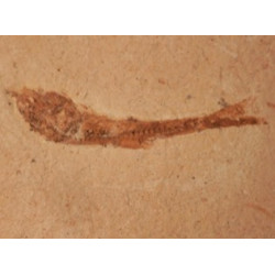 dastilbe elogantus sur calcaire