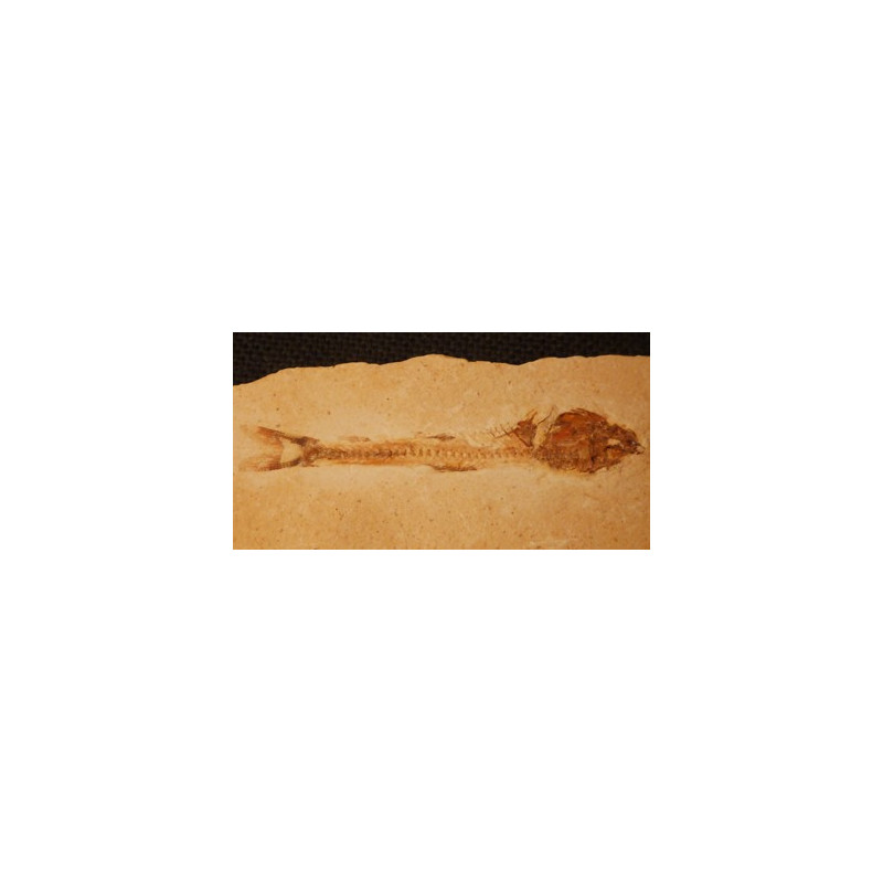 poisson fossile sur calcaire