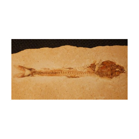 poisson fossile sur calcaire