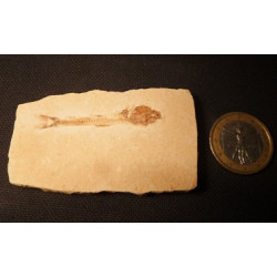 poisson fossile bons détails