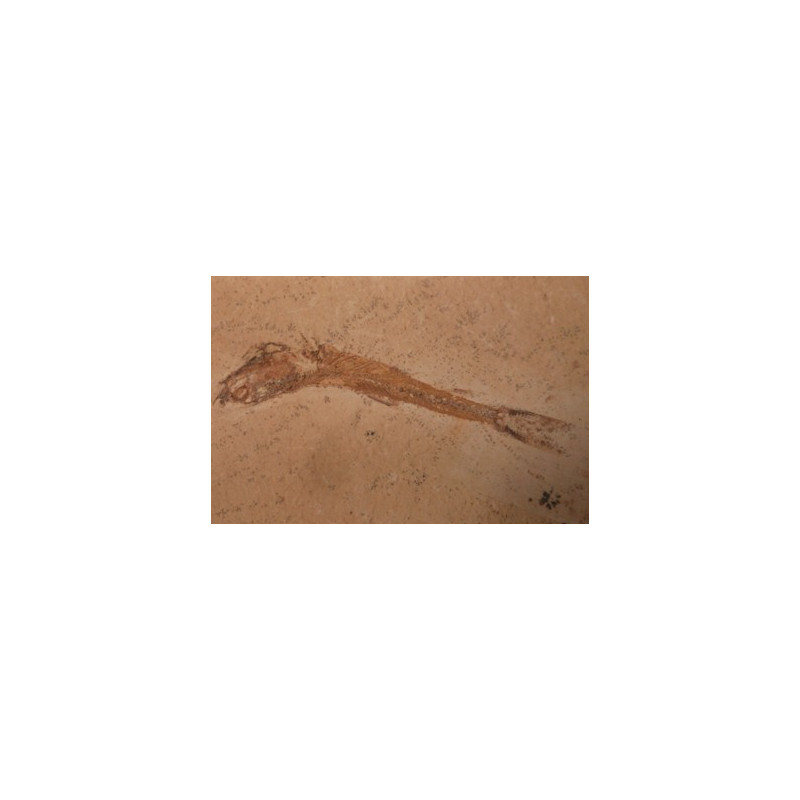 fossile dastilbe elogantus
