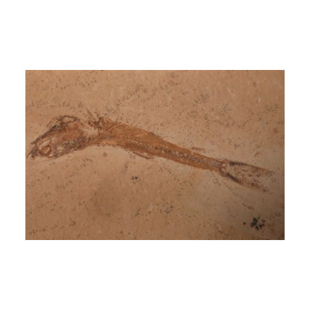 fossile dastilbe elogantus