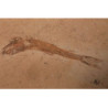 fossile dastilbe elogantus