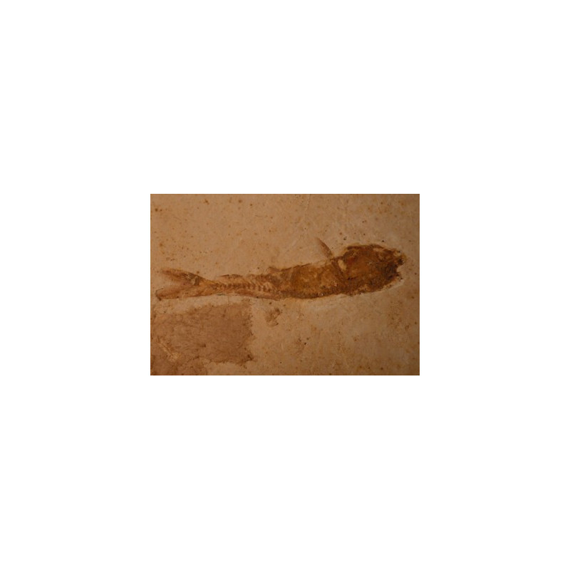 poisson fossile dastilbe elogantus
