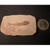 poisson fossile dastilbe elogantus