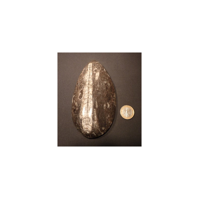fossile d'orthocéras 