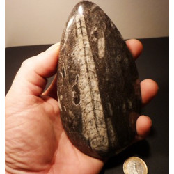 fossile orthocéras du Paleozoïque