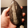 fossile orthocéras du Paleozoïque