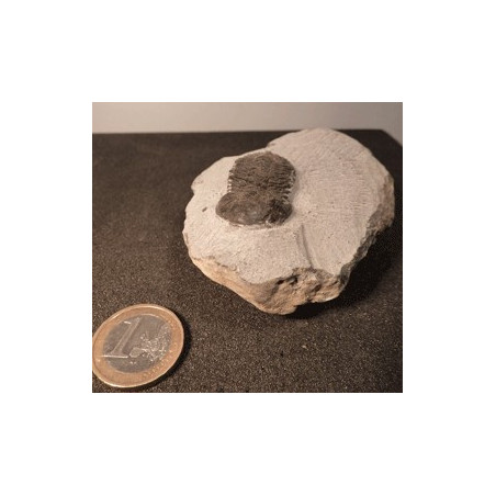 Trilobite du Maroc