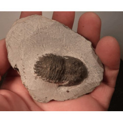 Trilobite fossile noir sur gangue