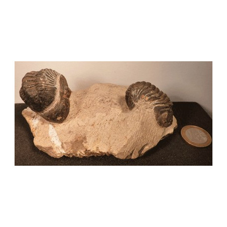 Deux Trilobites fossiles sur gangue