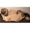 Deux Trilobites fossiles sur gangue