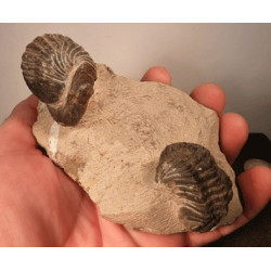 Trilobites ancêtres des crustacés