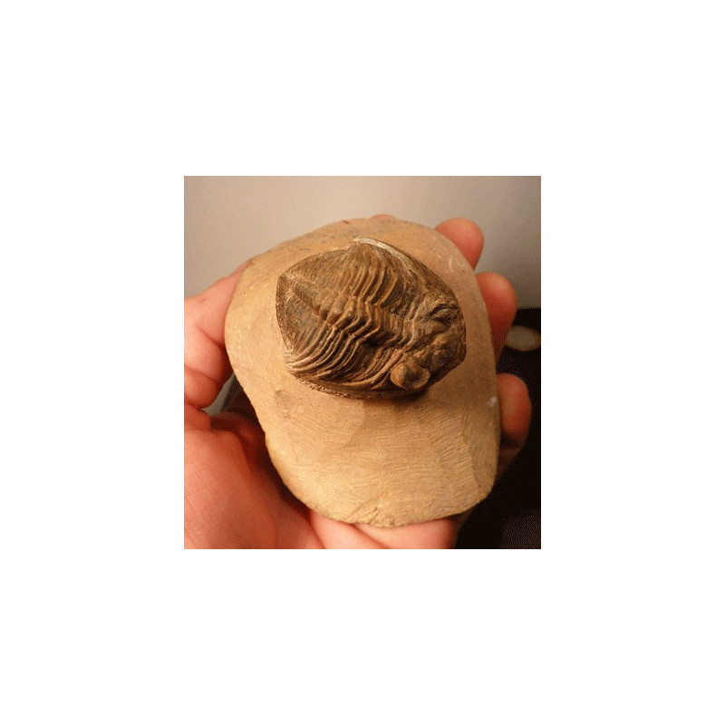Trilobite 