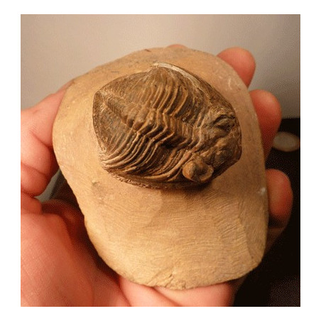 Trilobite 