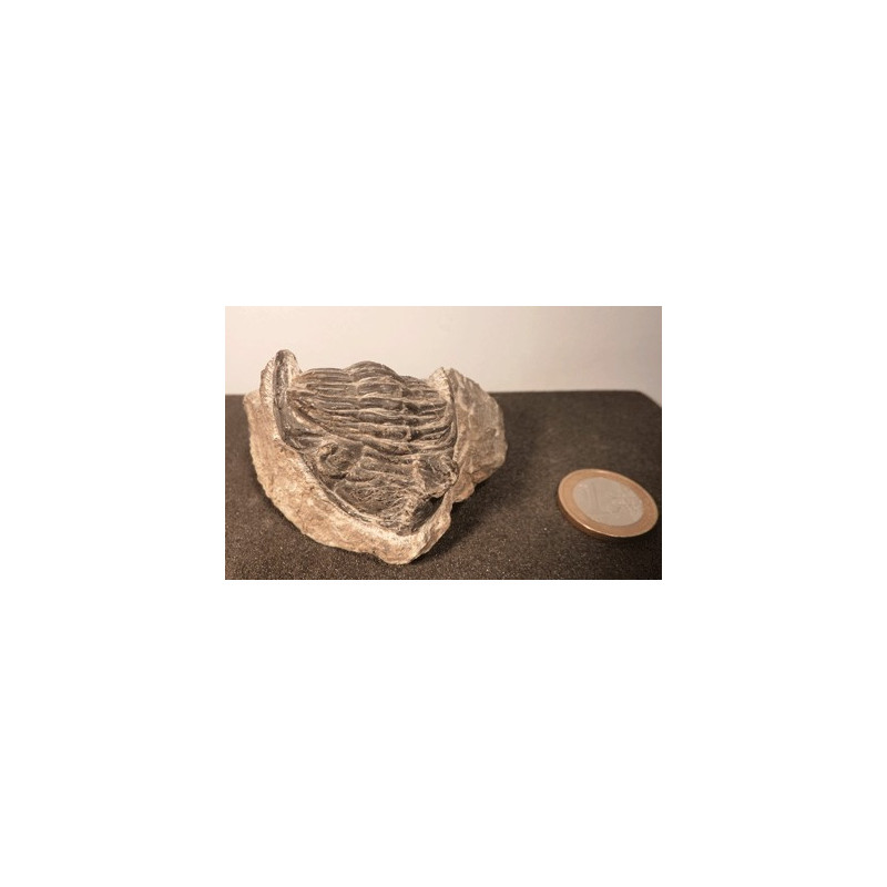 Trilobite ancien animal marin