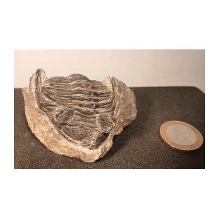 Trilobite ancien animal marin