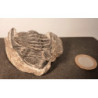 Trilobite ancien animal marin