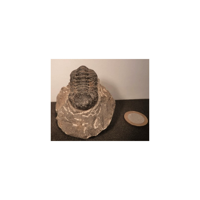 Trilobite ancêtre du scorpion