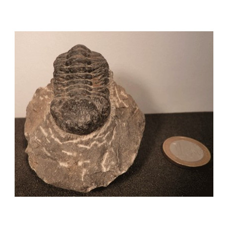 Trilobite ancêtre du scorpion