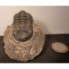 Trilobite ancêtre du scorpion
