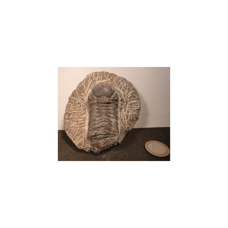 Trilobite fossilisé du desert marocain