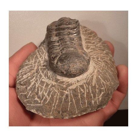 Trilobite fossilisé du desert marocain