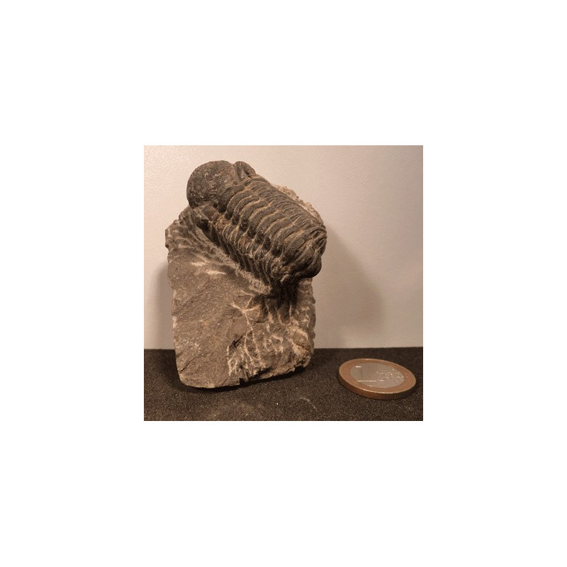 Trilobite Fossile authentique