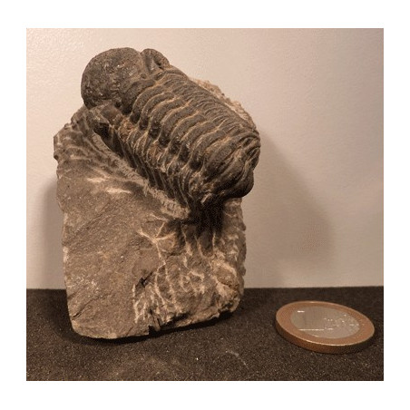 Trilobite Fossile authentique