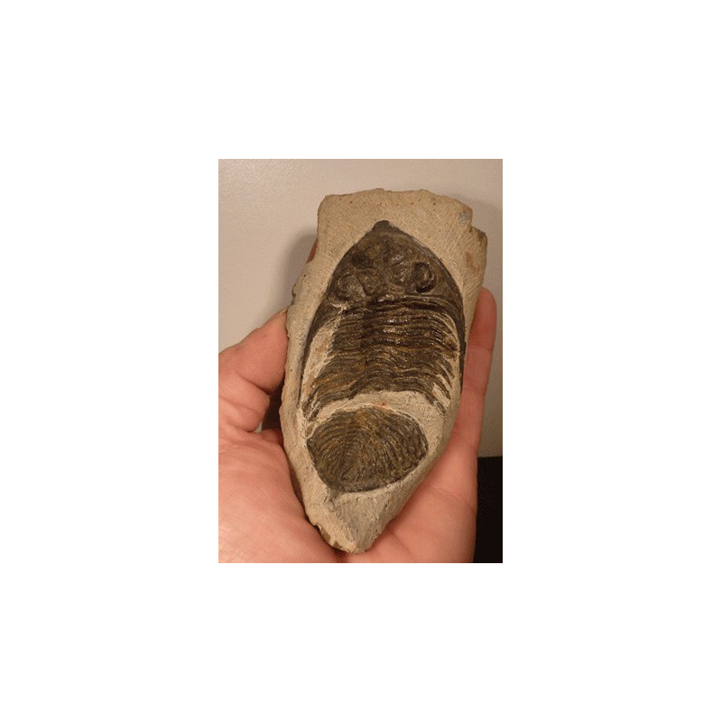 Trilobite fossile animal marin