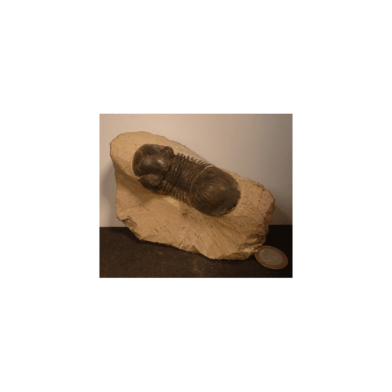 Trilobite fossile des fonds marins