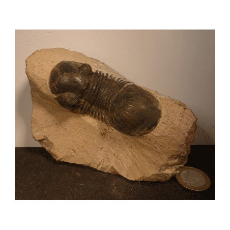 Trilobite fossile des fonds marins