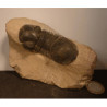 Trilobite fossile des fonds marins