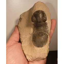 Trilobite sur gangue bonne qualité