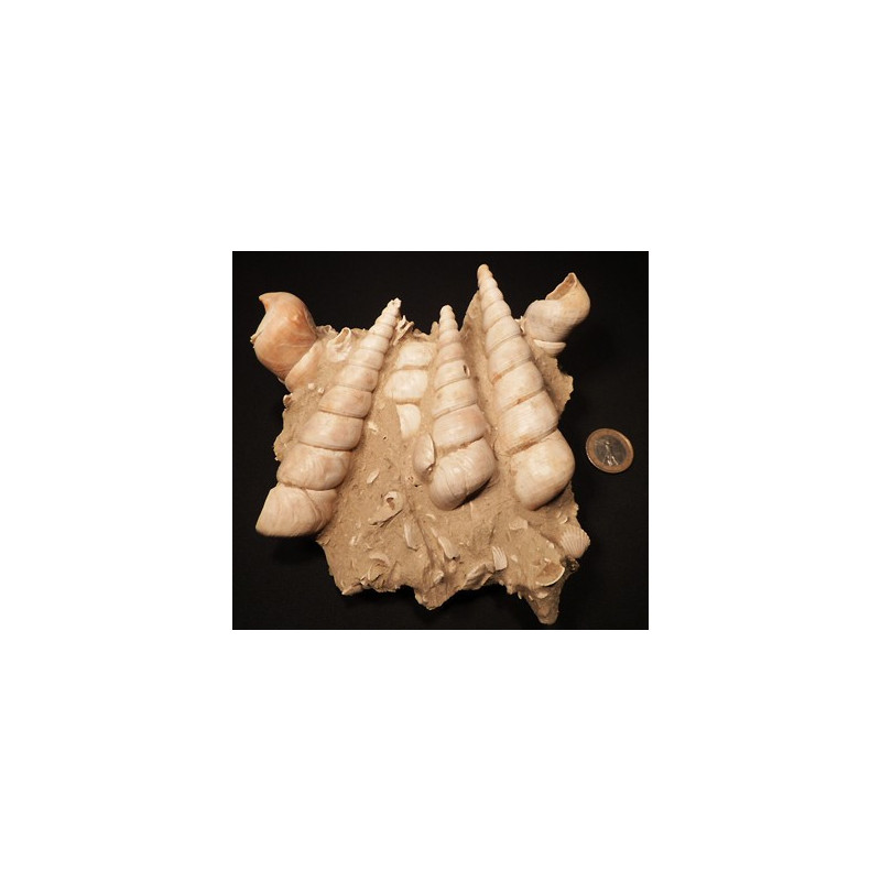 turitelle fossile