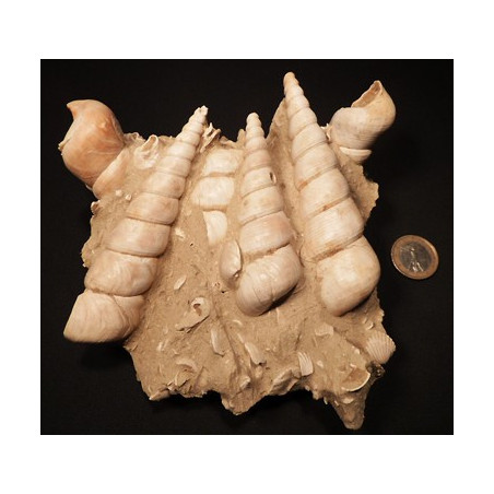 turitelle fossile