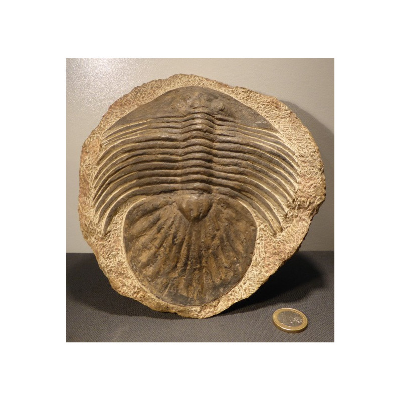 grand trilobite du maroc