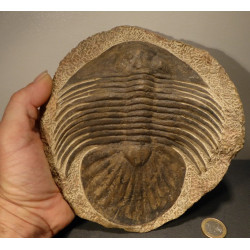 grand trilobite du maroc
