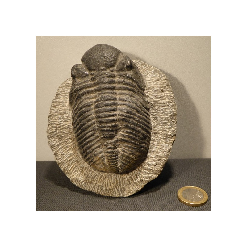 trilobite fossile