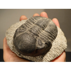 trilobite fossile
