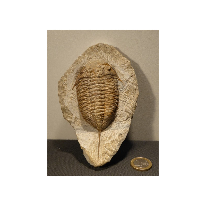 trilobite fossile