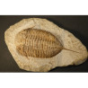 trilobite fossile