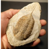 trilobite fossile